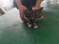 小猫免费送自取