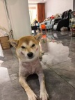 洋货附近狗狗走失